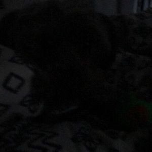 Meet your Posher, Mauricio